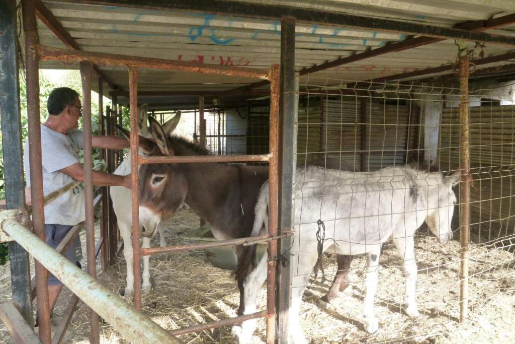 Finca Los Burros Tolatán エクステリア 写真