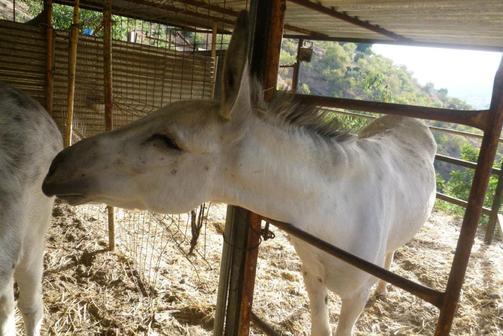 Finca Los Burros Tolatán エクステリア 写真